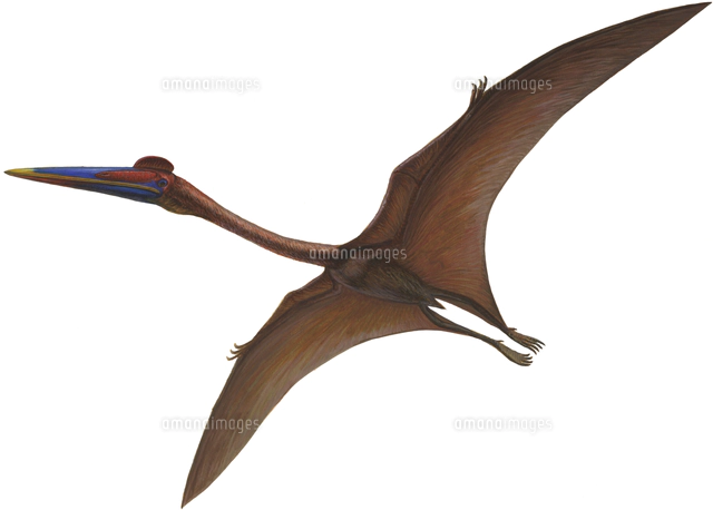 プテラノドン の写真素材 イラスト素材 アマナイメージズ