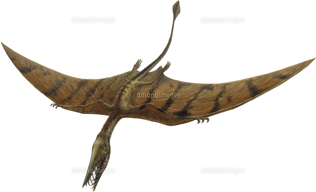 プテラノドン の写真素材 イラスト素材 アマナイメージズ