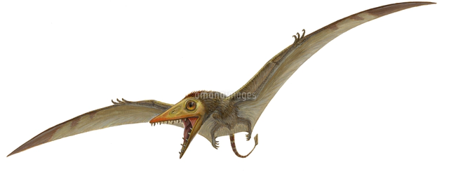 プテラノドン の写真素材 イラスト素材 アマナイメージズ