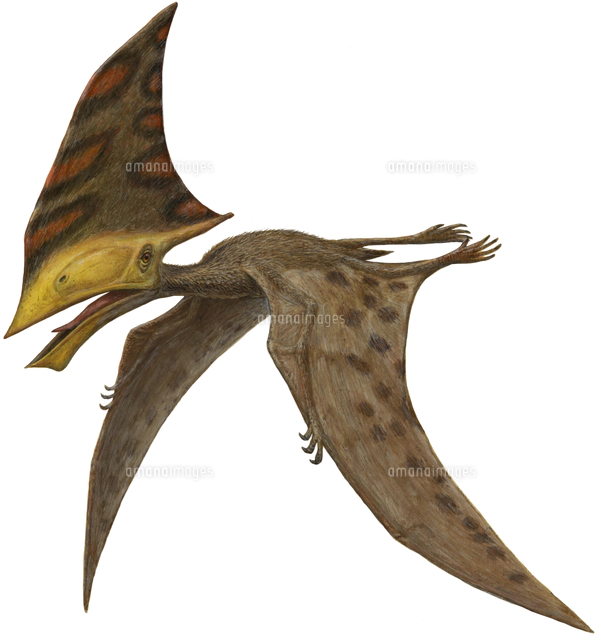 プテラノドン の写真素材 イラスト素材 アマナイメージズ