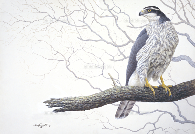 オオタカ の写真素材 イラスト素材 アマナイメージズ