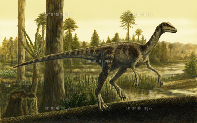 エオラプトル の写真素材 イラスト素材 アマナイメージズ