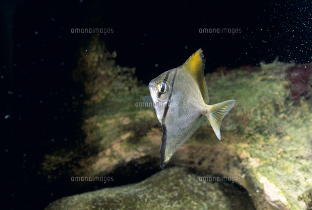 ヒメツバメウオ の写真素材 イラスト素材 アマナイメージズ