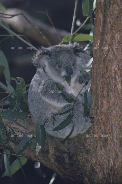 ユーカリの葉を食べるコアラ の写真素材 イラスト素材 アマナイメージズ