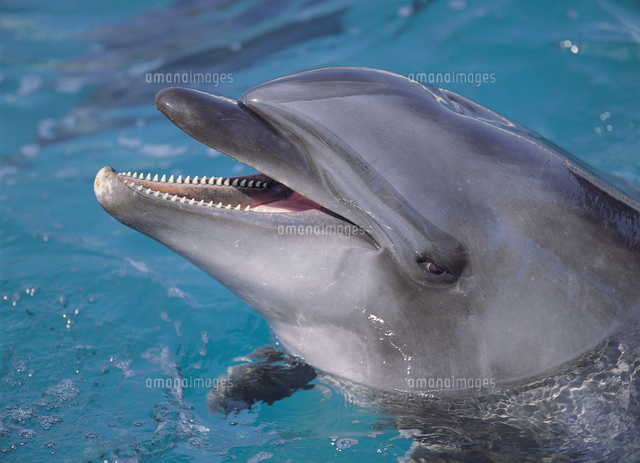 ハンドウイルカ バンドウイルカ 歯 の写真素材 イラスト素材 アマナイメージズ