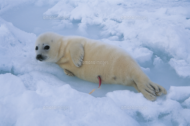 へその緒をつけた生まれて間もないタテゴトアザラシの子[32046000114 