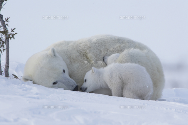 ホッキョクグマ シロクマ の親子 の写真素材 イラスト素材 アマナイメージズ ホッキョクグマ シロクマ の親子 の写真素材 イラスト素材 アマナイメージズ