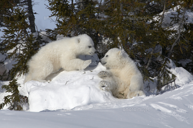 ホッキョクグマ シロクマ の子供 の写真素材 イラスト素材 アマナイメージズ