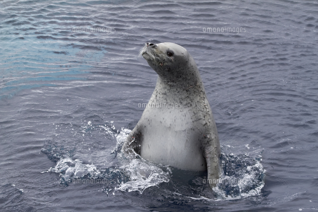 カニクイアザラシ の写真素材 イラスト素材 アマナイメージズ カニクイアザラシ の写真素材 イラスト素材 アマナイメージズ