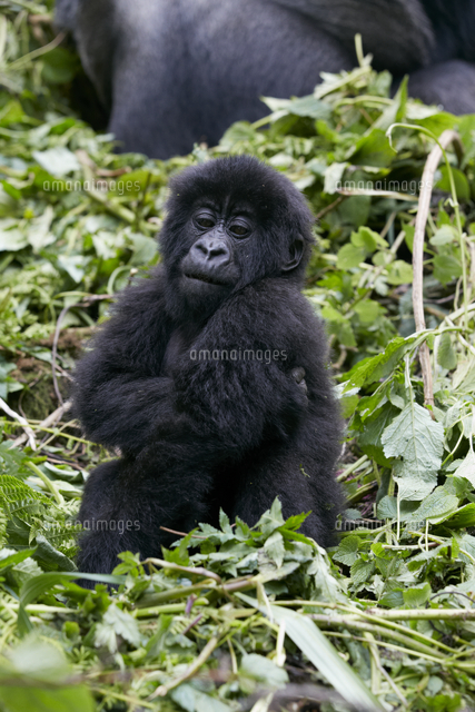 マウンテンゴリラの子供 32046001906 の写真素材 イラスト素材 アマナイメージズ