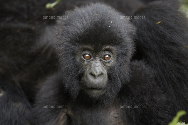 マウンテンゴリラの子供 32046001917 の写真素材 イラスト素材 アマナイメージズ