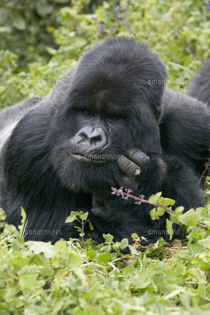 マウンテンゴリラ シルバーバック[32046001952]の写真・イラスト素材