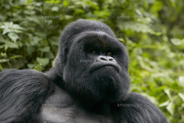 マウンテンゴリラ シルバーバック の写真素材 イラスト素材 アマナイメージズ