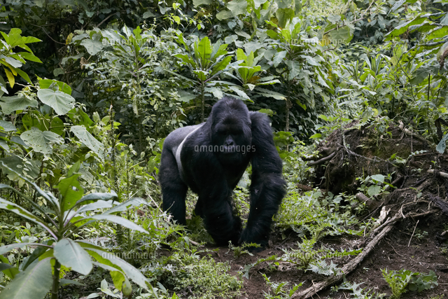 マウンテンゴリラ シルバーバック[32046001978]の写真・イラスト