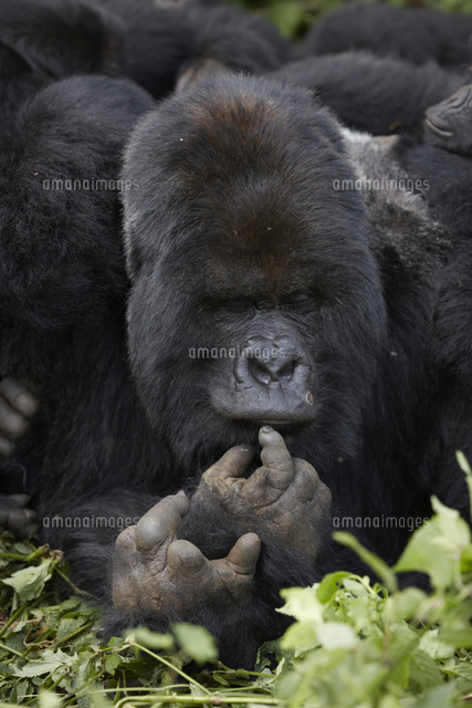 マウンテンゴリラ シルバーバック[32046002013]の写真・イラスト素材