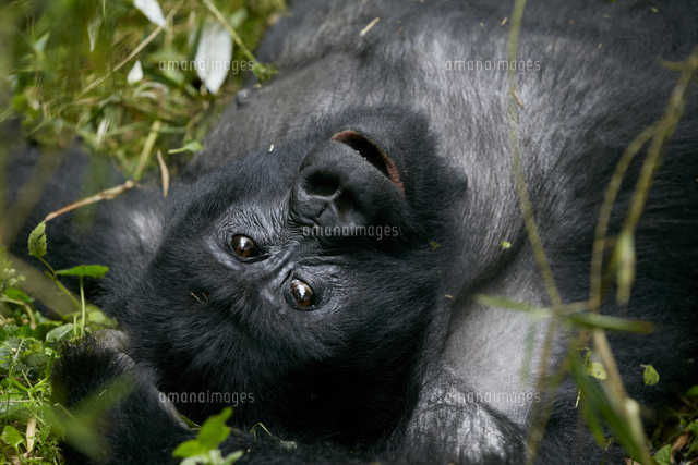 マウンテンゴリラ シルバーバック の写真素材 イラスト素材 アマナイメージズ
