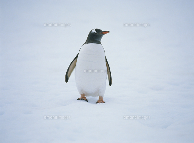 油彩画 ジェンツーペンギン 油彩画 ジェンツーペンギン