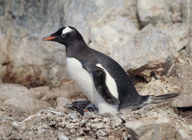油彩画 ジェンツーペンギン ジェンツーペンギン（オンジュンペンギン）の親子[32046002139]の写真