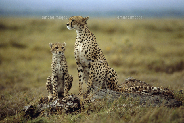 チーターの親子[32046002158]の写真・イラスト素材｜アマナイメージズ