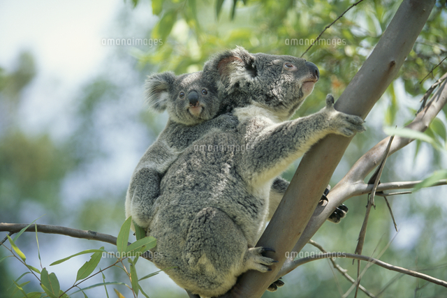 コアラの親子 の写真素材 イラスト素材 アマナイメージズ コアラの親子 の写真素材 イラスト素材 アマナイメージズ