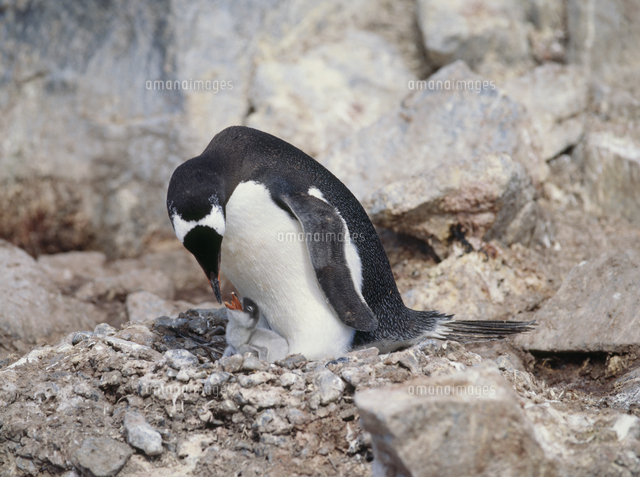 ジェンツーペンギンの親子 の写真素材 イラスト素材 アマナイメージズ ジェンツーペンギンの親子 の写真素材 イラスト素材 アマナイメージズ