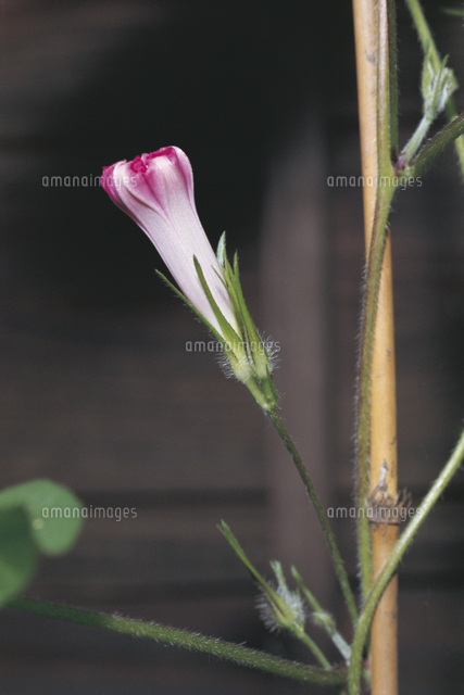 しぼんだアサガオの花[32048000010]の写真・イラスト素材｜アマナ