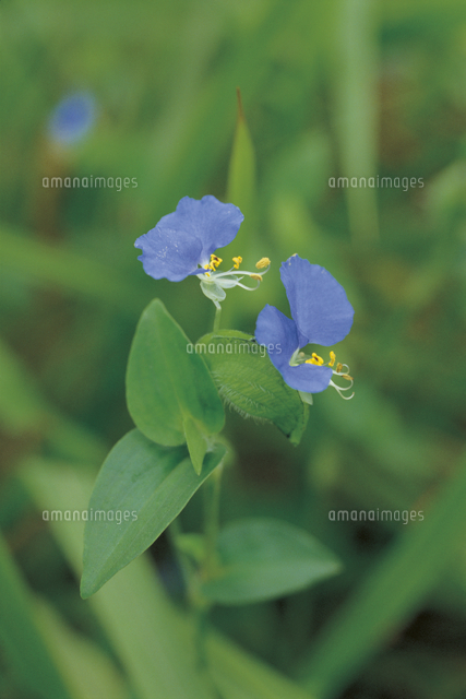 ツユクサの花 の写真素材 イラスト素材 アマナイメージズ