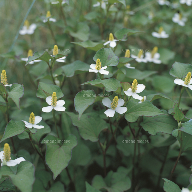 ドクダミの花 の写真素材 イラスト素材 アマナイメージズ