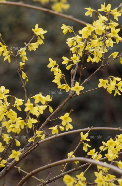 レンギョウ 花 の写真素材 イラスト素材 アマナイメージズ