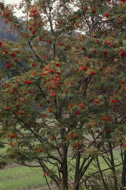 ナナカマドの実 の写真素材 イラスト素材 アマナイメージズ