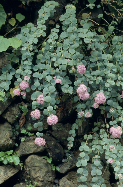 ミセバヤの花 の写真素材 イラスト素材 アマナイメージズ