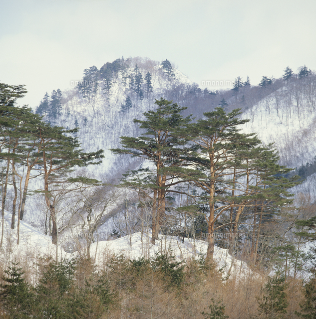 山採り　アカマツ 山採り アカマツ 赤松