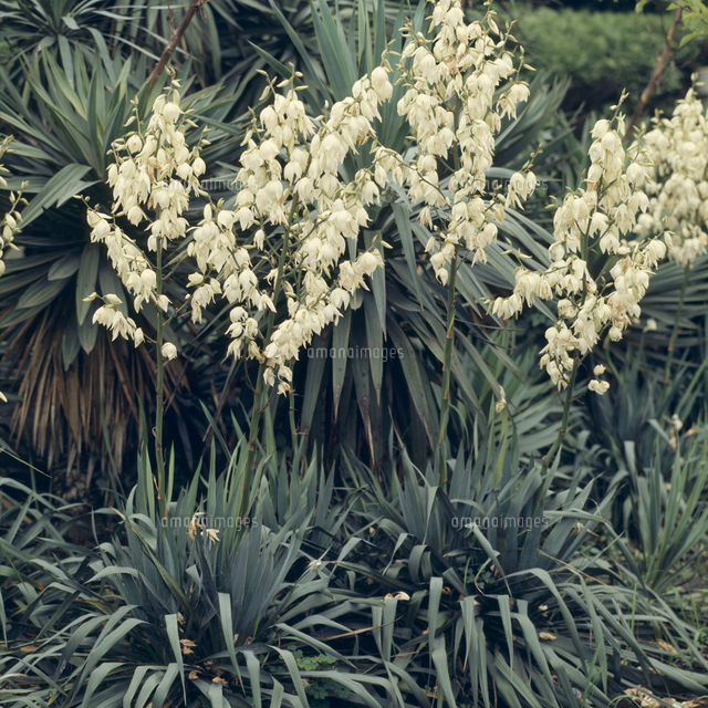 ユッカ イトラン の花 の写真素材 イラスト素材 アマナイメージズ