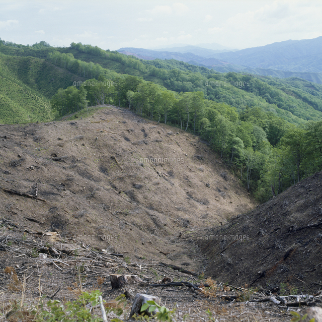 ブナの森林伐採 の写真素材 イラスト素材 アマナイメージズ
