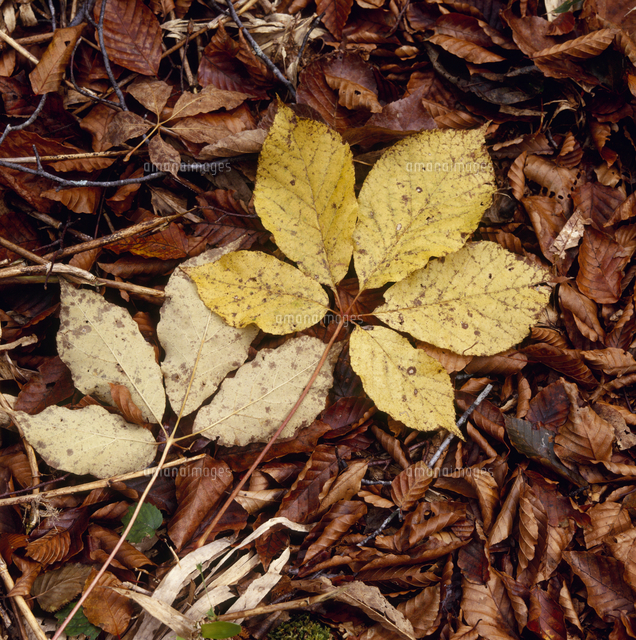 コシアブラの落葉[32048000739]の写真・イラスト素材｜アマナイメージズ