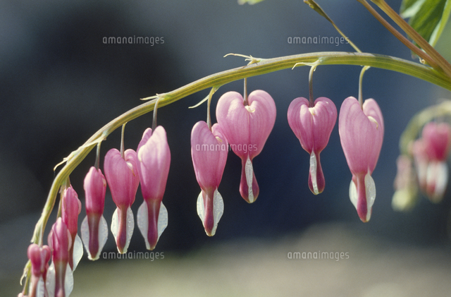 ケマンソウ タイツリバナ の花 春 の写真素材 イラスト素材 アマナイメージズ