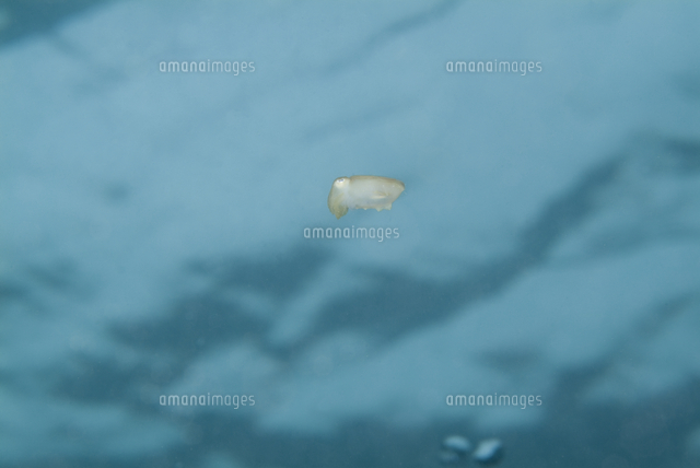 水面下を浮遊するコブシメの赤ちゃん ハッチアウト直後 の写真素材 イラスト素材 アマナイメージズ