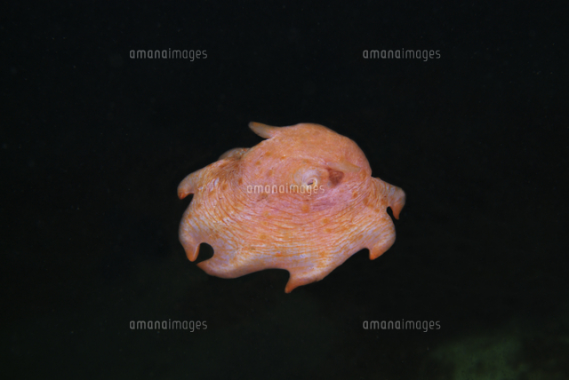 海中を浮遊するメンダコ の写真素材 イラスト素材 アマナイメージズ
