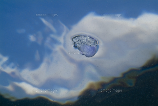 泡の浮き で浮遊するルリガイ の写真素材 イラスト素材 アマナイメージズ
