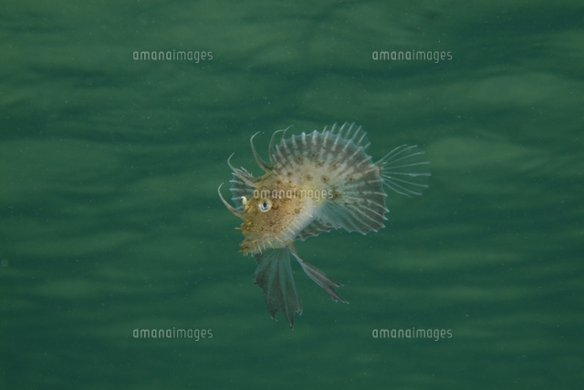 アンコウの幼魚 浮遊期の頃 着底間際の個体 の写真素材 イラスト素材 アマナイメージズ アンコウの幼魚 浮遊期の頃 着底間際の個体 の写真素材 イラスト素材 アマナイメージズ