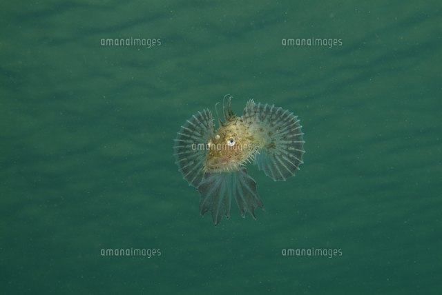 アンコウ幼魚 浮遊期終了直前 皮弁が出来上がっている の写真素材 イラスト素材 アマナイメージズ
