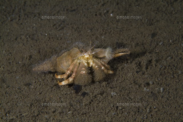 メダマホンヤドカリ 貝殻にイソギンチャクとヒドロを付けている の写真素材 イラスト素材 アマナイメージズ