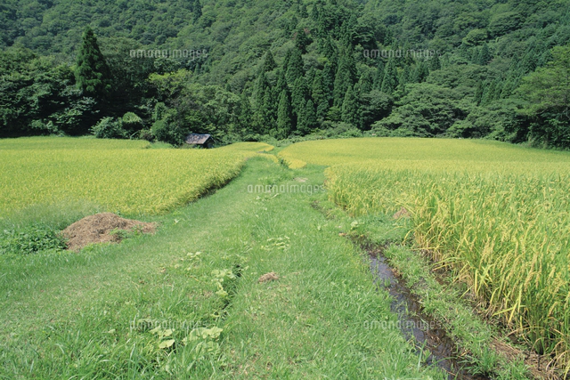 田んぼとあぜ道の一年（定点） 秋[32053000152]の写真・イラスト素材 