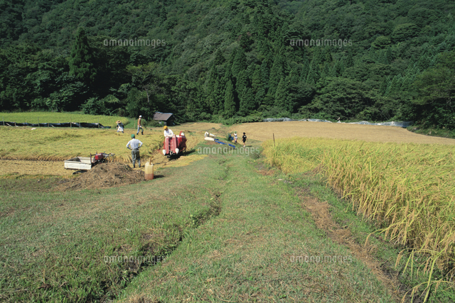 田んぼとあぜ道の一年 定点 秋 の写真素材 イラスト素材 アマナイメージズ