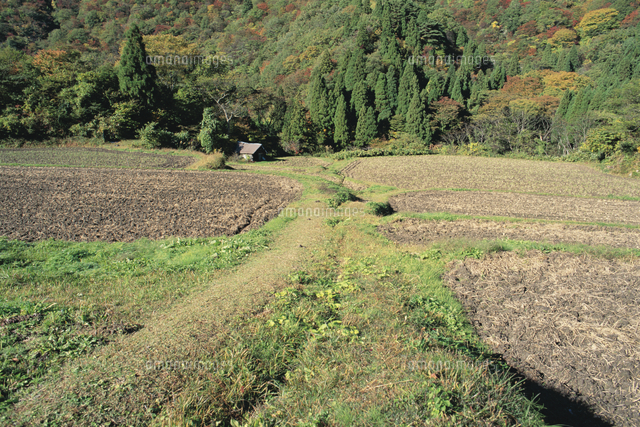 田んぼとあぜ道の一年（定点） 秋[32053000152]の写真・イラスト素材 