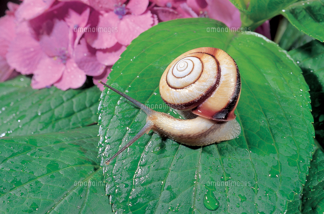 クチベニマイマイとアジサイ ポートレート[32053000158]の写真