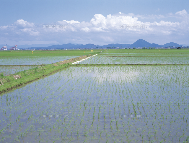 No.3【紀美野の水田里風景】 平野部の水田風景[32053000255]の写真・イラスト素材｜アマナイメージズ