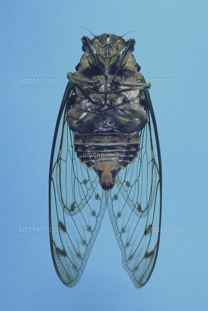 ミンミンゼミ オス 標本 の写真素材 イラスト素材 アマナイメージズ