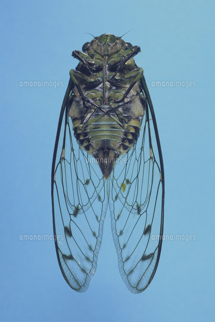 ミンミンゼミ メス 標本[32053000272]の写真・イラスト素材｜アマナ