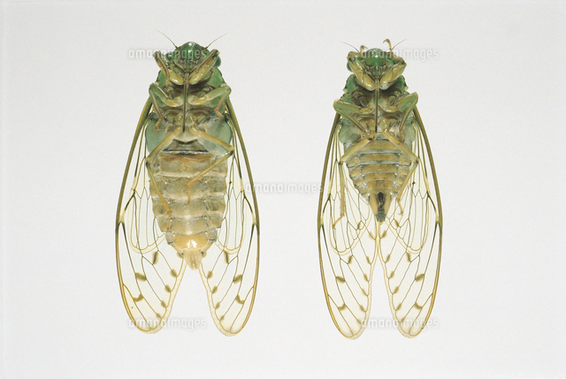 ヒグラシ（腹側） オス（左）メス（右）[32053000341]の写真・イラスト